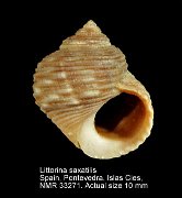 Littorina saxatilis (2)